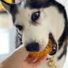 Dog Cooling Chew Toy Summer Freezable Watermelon Lemon Pineapple Puppy Teething Toy Bite Resistant Squeaky Pet Teeth Cleaning Toy