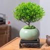 Potted Red Nan Bonsai with Small Leaves - Indoor Office Easy-Care Green Plant