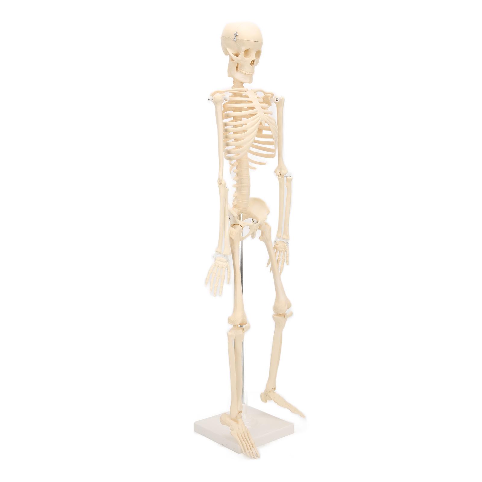 

Human Skeletal Model ABS Human Bone Model with Detachable Function Simulation for Anatomy and Research