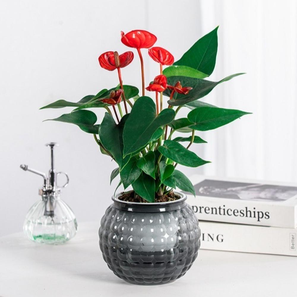 Removable Hydroponic Plants Pot Self Watering Office Bonsai Decor  for Plants and Flowers