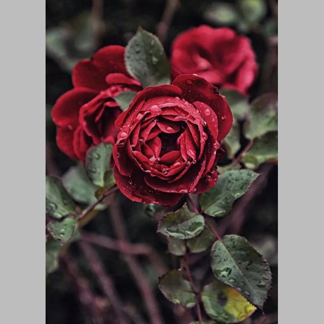 DIY 5D Diamond Painting Bright Roses Diamond Mosaic Cross Stitch Kits Home Decoration Full Round Diamond Embroidery