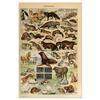Vintage-Leinwandgemälde mit Gemüse, Früchten, Pilzen, antike Wandkunst, botanische Bilder, wissenschaftliche Poster und Drucke, Heimdekoration