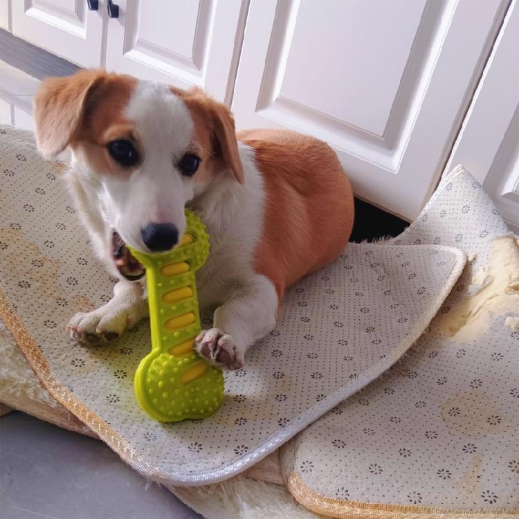 Squeaky Dog Chew Toy Dog Teeth Cleaning Toy for Training,Playing,Chewing Toughs Durable Dogs Bone for Teeth Cleaning