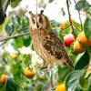 Outdoor Garden Ringing Owl Shape to Deter Birds Hanging Pendant Bird Scarer Gadget with Reflective Strap for Outdoor