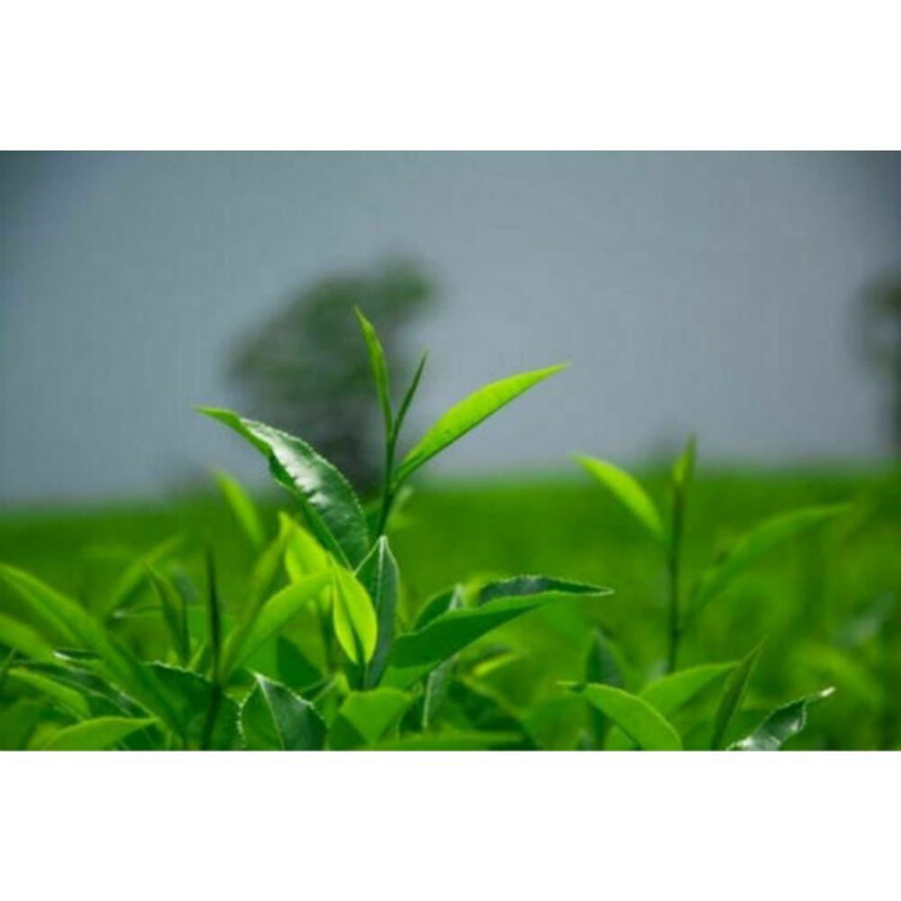 Banzhang Pu erh Tea Green Tea Aged Taste