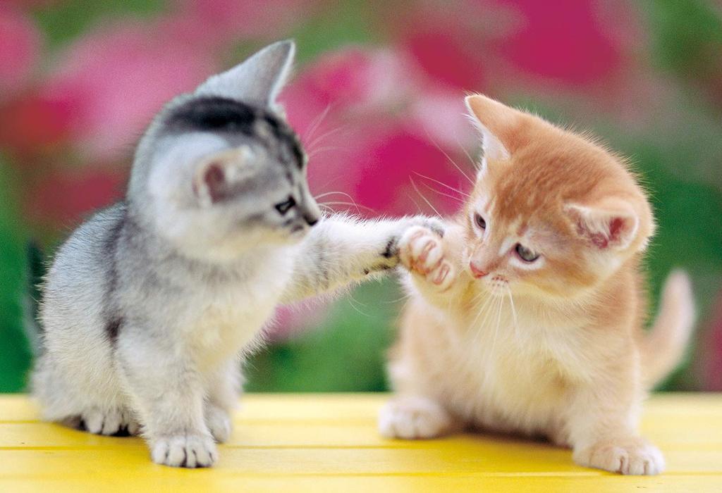 Puzzle 450 dílků, mistr malých dílků, Nyan! (26 x 38 cm)