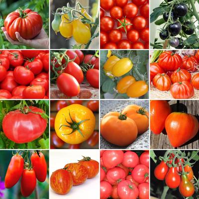 Tomatfrön / 16 populära sorter / Ekologisk / Icke GMO Tigerella Black Cherry Oxheart Zlatava
