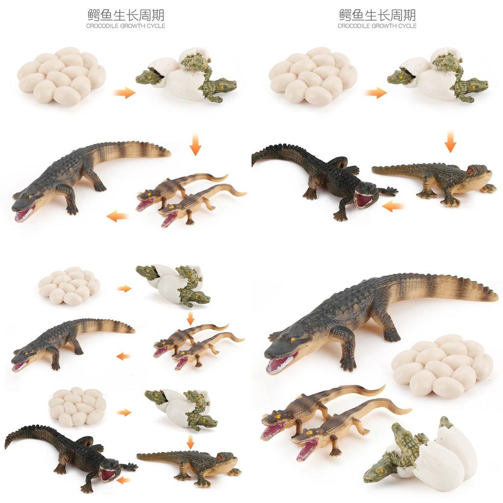 Crocodile Animal Life Cycle Model Pvc Toy For Educational Science Teaching And Display