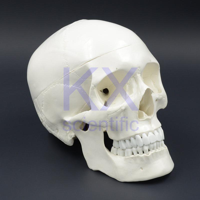 Life-Size Detachable Skull Model for Art and Teaching with Movable Jaw 19.5*15*13 cm
