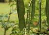 SAFLAX Peacock Shrub - 10 Seeds - Caesalpinia Gillesii