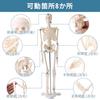 UPstore Mini Full Body Human Skeleton Model, 45cm 1/4 Scale Tabletop Model with 8 Movable Parts, Skull, Jaw, Shoulders, Elbows, Wrists, Hips, Knees, a