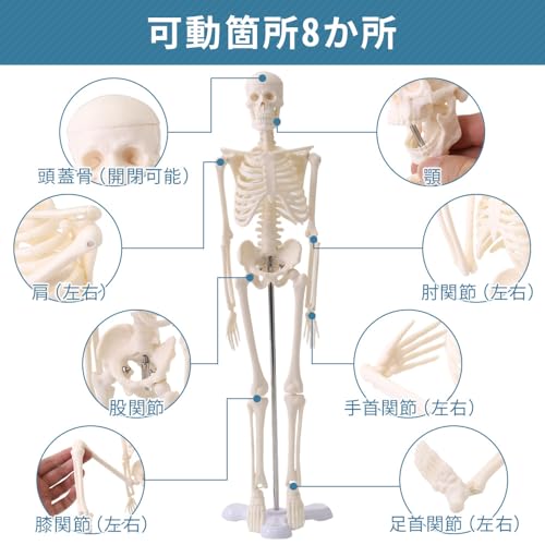 UPstore Mini Full Body Human Skeleton Model, 45cm 1/4 Scale Tabletop Model with 8 Movable Parts, Skull, Jaw, Shoulders, Elbows, Wrists, Hips, Knees, a