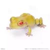 Biologische Enzyklopädie Gashapon Spielzeug Japanischer Laubfrosch Nordost-Regenfrosch Simulierte Bewegliche Tierfiguren Ornamente Spielzeug