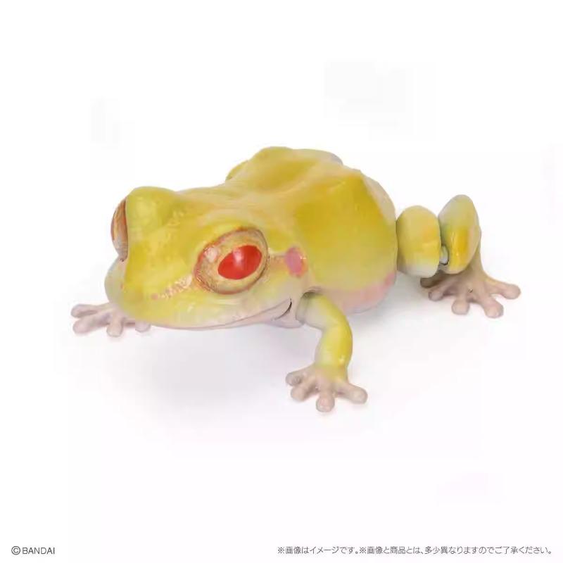 Biologische Enzyklopädie Gashapon Spielzeug Japanischer Laubfrosch Nordost-Regenfrosch Simulierte Bewegliche Tierfiguren Ornamente Spielzeug