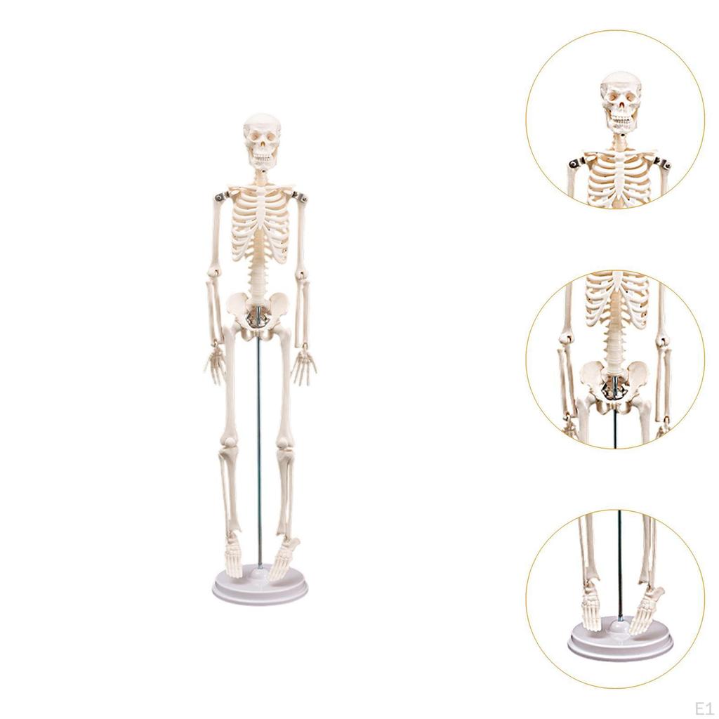 Human Body Skeleton Model Science Supplies Removable Skull Cap Rotatable Arm Teaching Aid