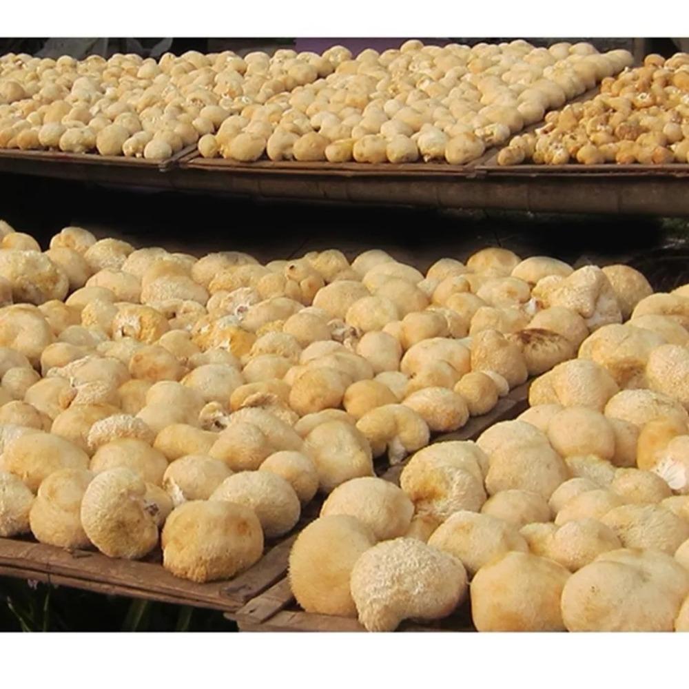 100% Natural Organic Lion s Mane Mushroom Herbal Tea 500g for Energy Focus 01