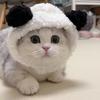 Four Seasons Pet Hat Bear Plush Hood British Short Cute Ears Cat Small Dog Funny Headgear Photo