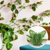 Clips Hook Vegetables Tied Plants Bracket Wall Vines  Fixture Plant Climbing Clip Plant  Support