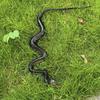 Yousheng Fake Snake Toy, Realistic Rubber Snake with Tongue Out, 17.7-39.4 Inch Lifelike Garden Decor, Bird Deterrent Stress Relief Prank Gift