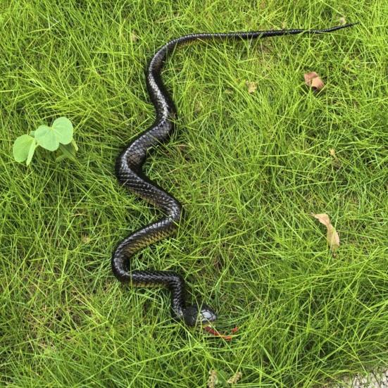 Yousheng Fake Snake Toy, Realistic Rubber Snake with Tongue Out, 17.7-39.4 Inch Lifelike Garden Decor, Bird Deterrent Stress Relief Prank Gift