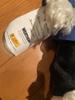 [USED] Steiff Teddy Bear Berliner Schutzmann