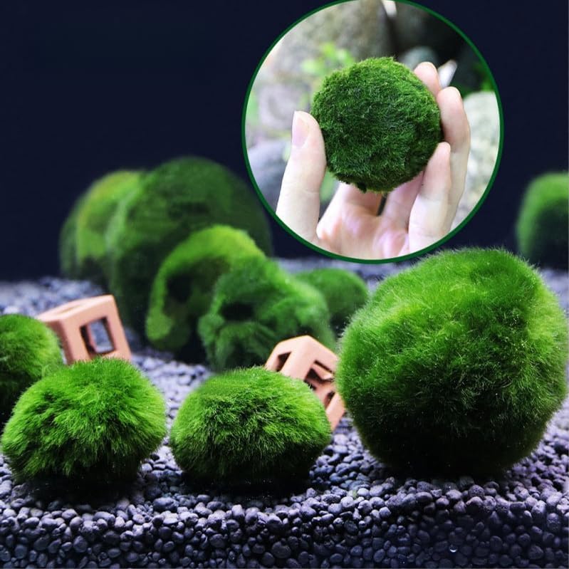 

3 Live Green Algae Balls for Aquariums - Decorated Green Algae Balls to Enhance Aquarium Aesthetics 1.3 -1.5 (3)
