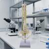 Human Spine Model 3D with Stand Sturdy for Students, Teachers