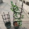 Horticultural Pitaya, Climbing Rose, Green Ivy, Climbing , Plastic-coated Steel Pipe, Flower Support Pillar, Rose Potted Plant