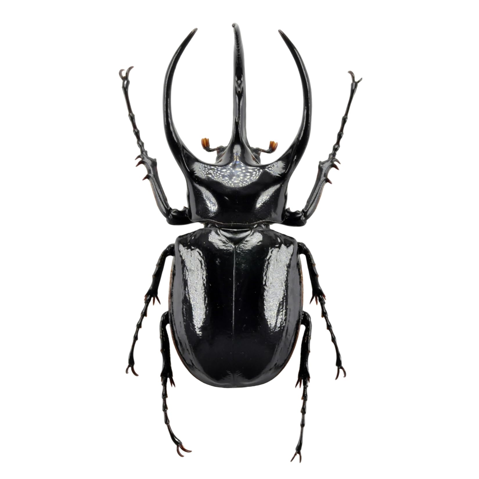 

BACALYSO Nirvana Size Atlas Beetle Figure Attached to Refrigerator Magnetic Decoration Magnet Real Adult Illustrated Book Insect Beetle Resin Adult