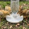 Multi-Hole Chicks Automatic Drinking Tray Plastic Bee Water Dispenser  Home Balcony