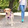 Multi D-ring Reflective Velcro Dog Harness