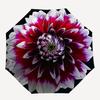 1pc Dahlia Bloom Automatic Umbrella | Portable Foldable 8-Rib Manual Open, Cute Birthday & Holiday Gift for Outdoor yy260107129