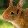 Realistic Squirrel Lawn Figurine Garden Stake, 2D Flat Acrylic Yard Art for Cute Ornament Outdoor Patio Pathway Decoration Stakes