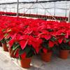 Indoor Poinsettia Live Plant