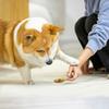 Creative Puppy Molar Toys Bone Shape Dog Interactive Toys Portable Dog Chew Stick  Pet Dental Care