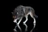 1/6 Scale Coyote Wolf Animal Figure, Realistic PVC Plastic Model, Premium Adult Toy, 20cm Class, Original Statue, Painted, Complete, Perfect for Anima