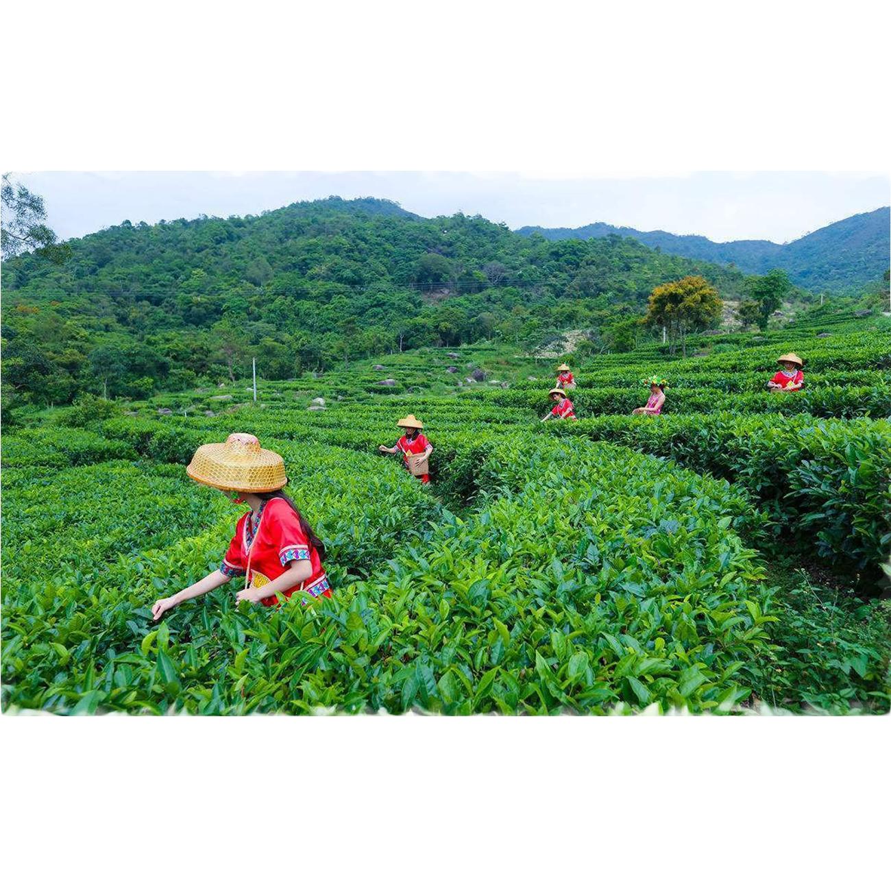 Чай Пуэр Чай Пуэр Ча Чайный торт Органический оздоровительный напиток Дайи 357г Юньнань — фото 9