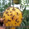 Sticky Fly and Insect Trap Ball
