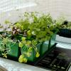 New Seedling Heating Mat Waterproof Plant Seed Germination Propagation Clone Starter Pad Plant Propagation AC220V 60x30cm