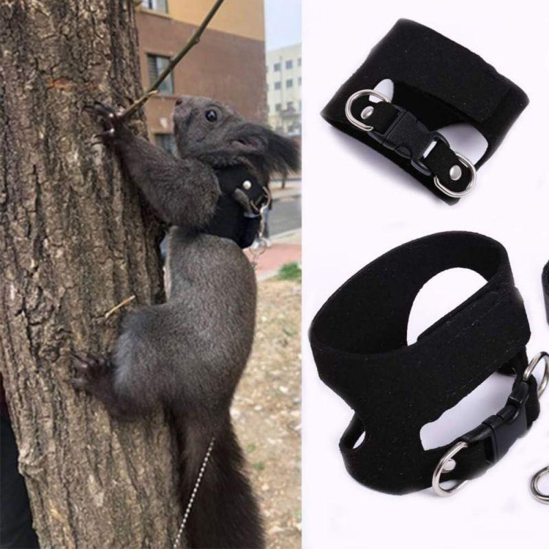 Ιμάντας Σκίουρου Σχοινί Έλξης Τρωκτικών Διαχωρισμένο Γιλέκο