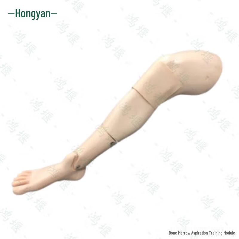 Hongyan Adult Lower Limb Bone Marrow Puncture & Intraosseous Infusion Model