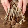 Funghi di Tè Essiccati 250g Agrocybe Cylindracea Erboristico Premium