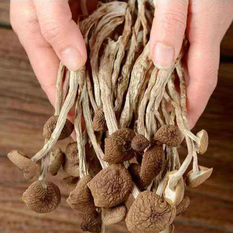 Funghi di Tè Essiccati 250g Agrocybe Cylindracea Erboristico Premium