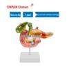 XINMAN Medical Training & Anatomical Models