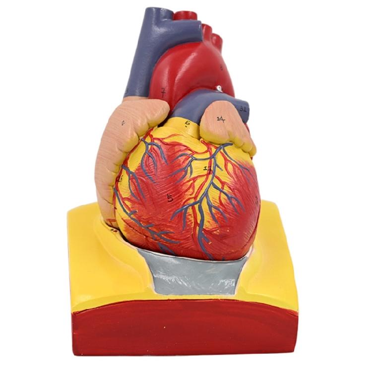 Human Heart Model Human Heart Anatomical Model Easy to Use Medicals Teaching Aid Numbered Medicals Heart Model 1