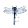PVC Science Toys Animal Model Dragonfly Model Animal Figures Insects Model Dragonfly Action Figures