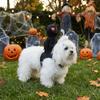 Creative Dog Costume Funny Dog Saddle Costume Anime Cosplay Halloween Pet Costume  Festival Outfits