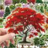 50 Pcs Cute Cartoon Transparent Forest Secret Stickers Natural Forest Plant Landscape Decal Laptop Phone Decoration Sticker