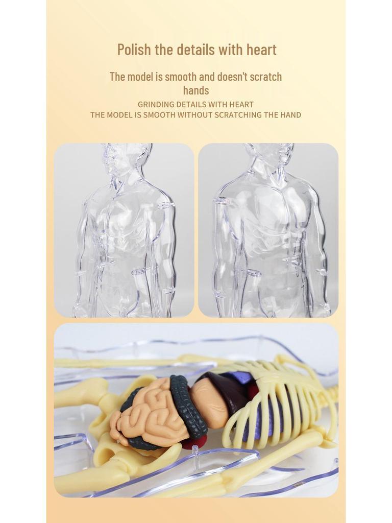 Kids' Educational Human Anatomy Model: Assembled Skeleton & Organ Teaching Aids.