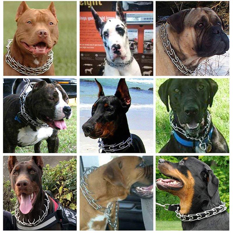 prong training dog collar